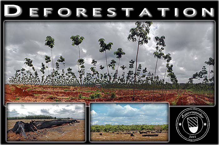 'Deforestation for Plantation Economies' by Asienreisender